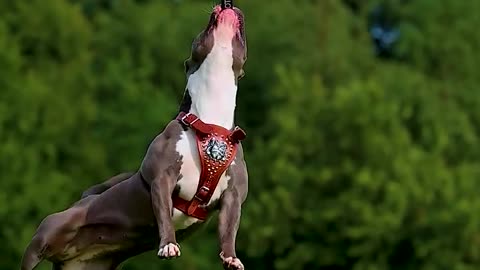 Such a strong dog jumps high to catch his leash! 💪🐕‍🦺 Atât de puternic!