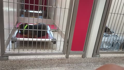 Blaine 3y A863417 kennel 184 PACC shelter did a lot of napping .. no big deal, easygoing20250704_881