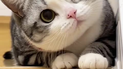 cute cat