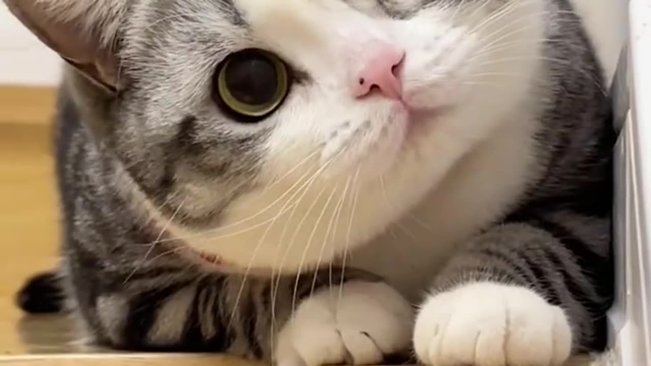 cute cat