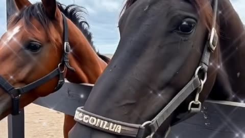 Grace in Harmony 🐎🎶