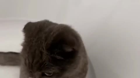 🤣🤣 gatito sucio por cenizas..jjjj