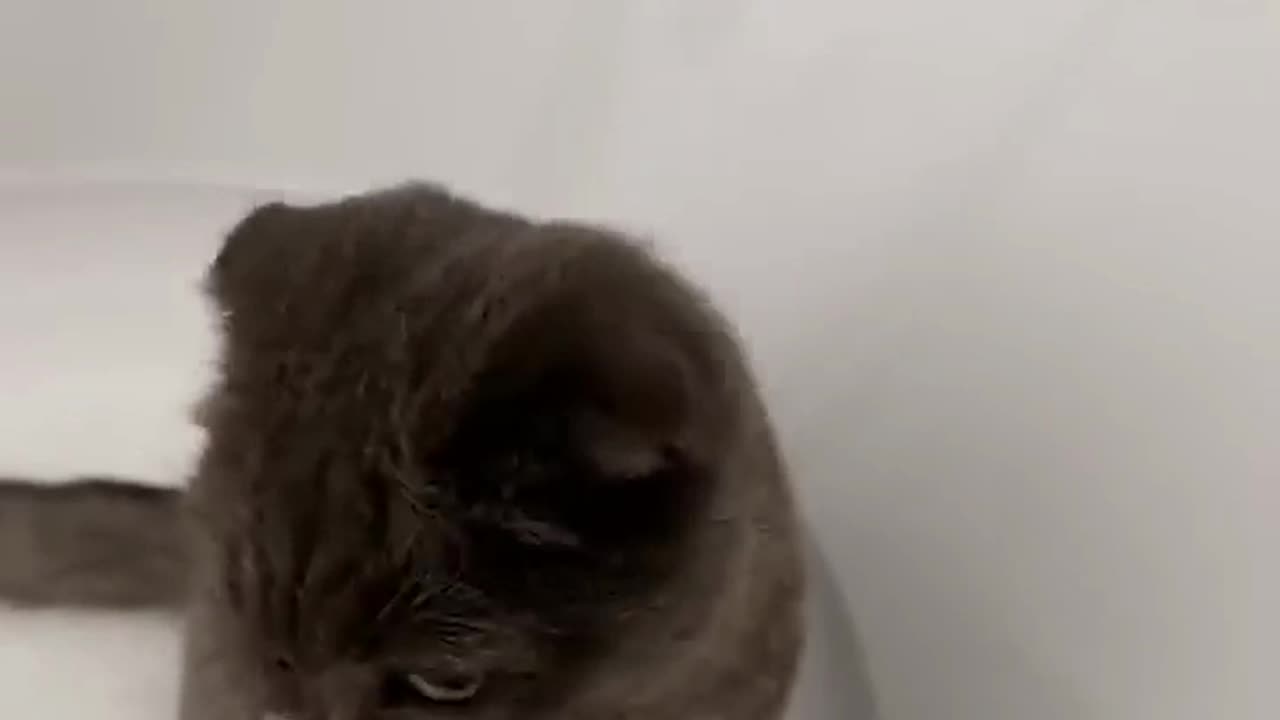 🤣🤣 gatito sucio por cenizas..jjjj