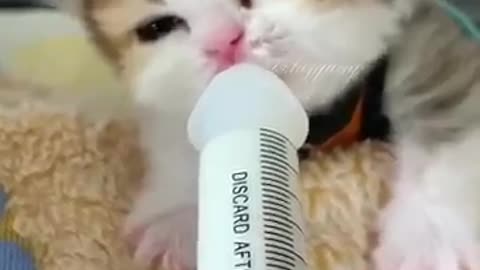 cute baby cat😍😍😍😘😘