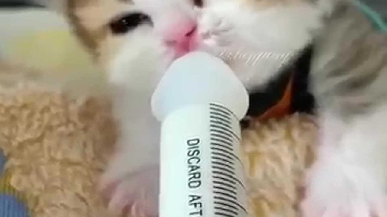 cute baby cat😍😍😍😘😘