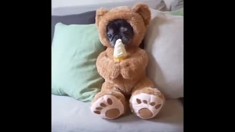 Funny Animals- - Best Of The 2025 Funny Animal Videos