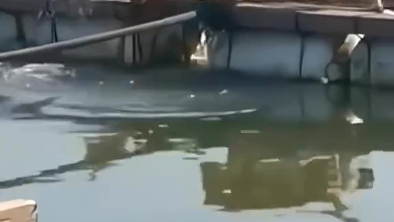 Funny animals