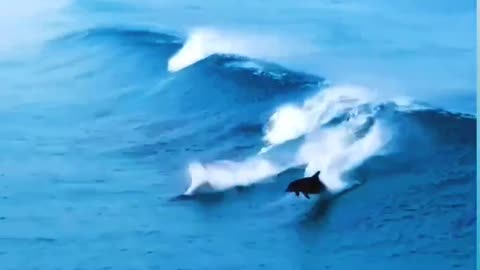 NA BELEZA DO. MAR AZUL, SEMPRE HAVERÁ ALGO PARA NOS SURPREENDER!