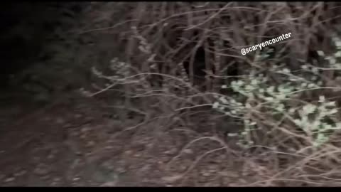 She was sneaking through the woods in Ohio with her two dogs when something unusual happened....