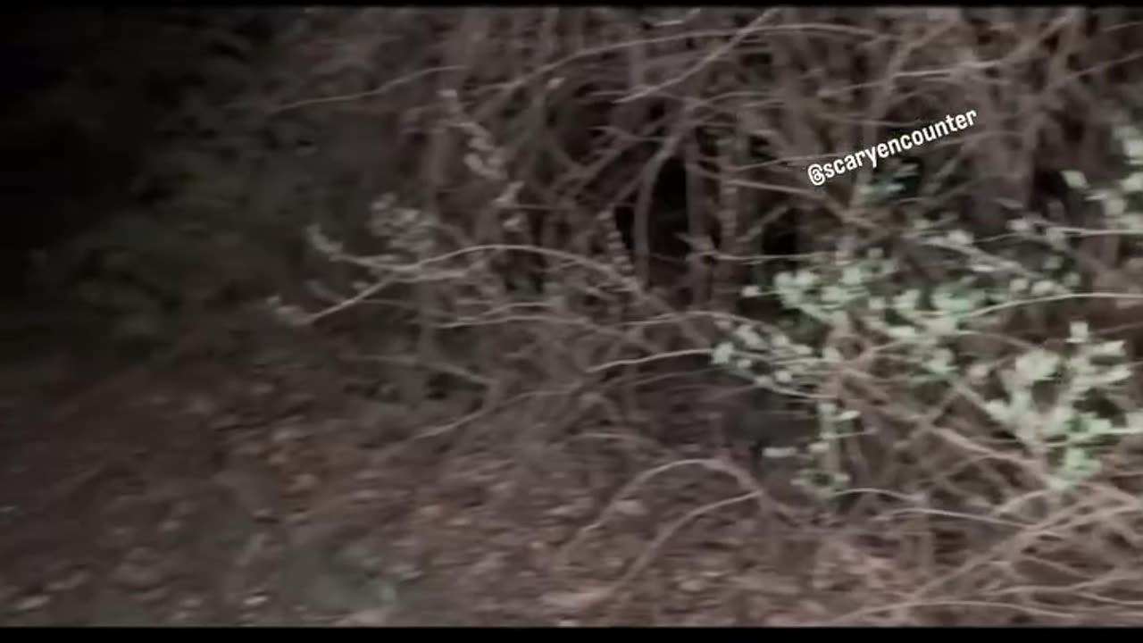 She was sneaking through the woods in Ohio with her two dogs when something unusual happened....