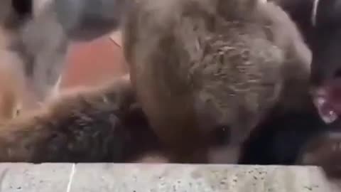 🐻🐶 Bear Thinks It's a Dog! | FunFM