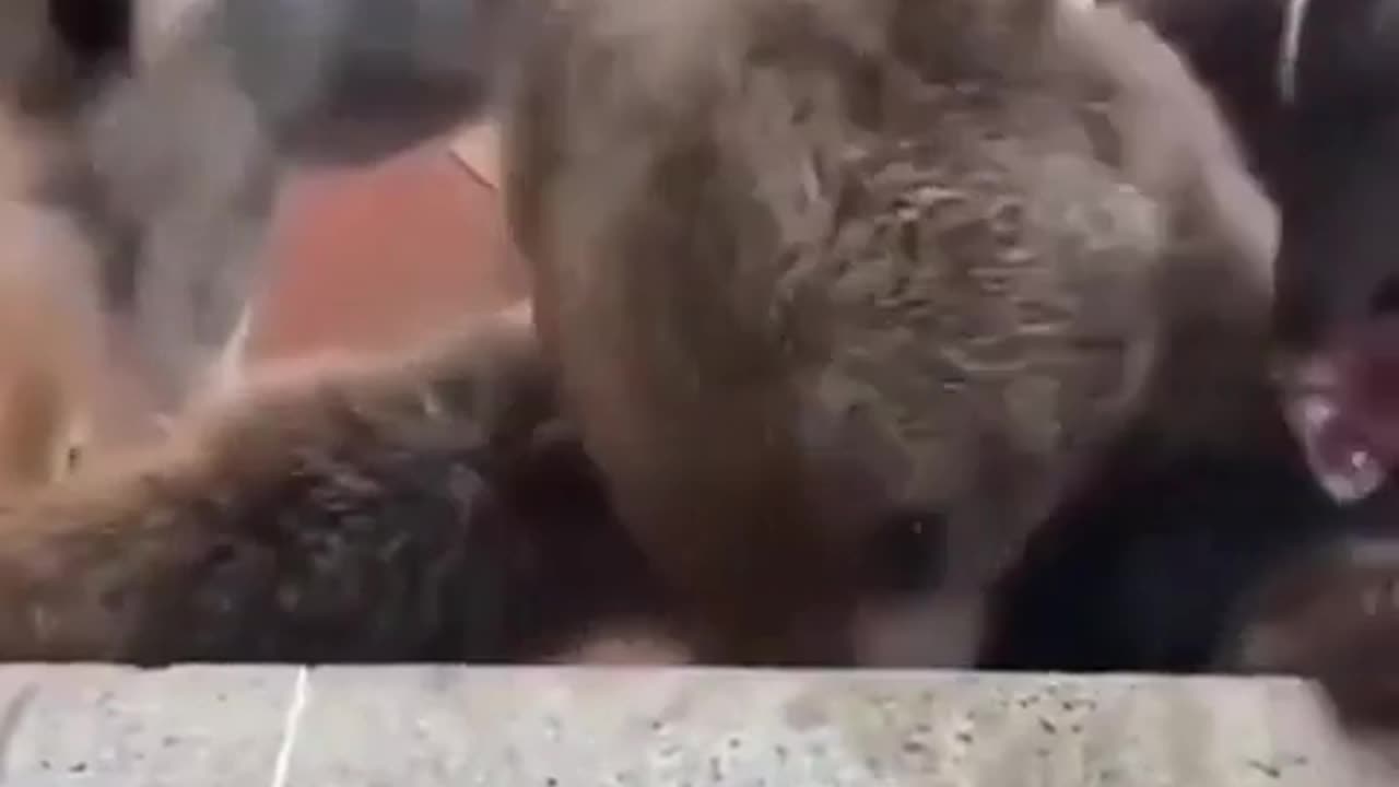 🐻🐶 Bear Thinks It's a Dog! | FunFM
