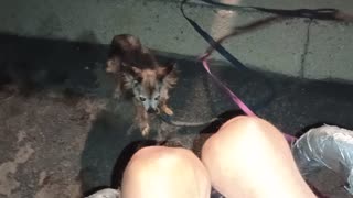Villanova Chiquis doggie walk Chiquis is more social than Paco Less chance of Chiquis bark2025922869