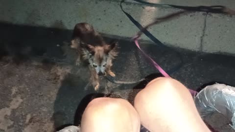 Villanova Chiquis doggie walk Chiquis is more social than Paco Less chance of Chiquis bark2025922869