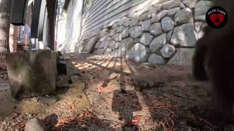 Bear Living in the Crawlspace