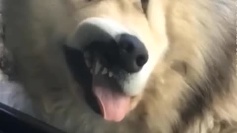 Caught on Camera: Animals Losing Their Minds #2 😂