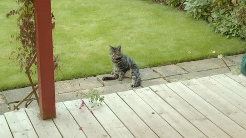 Cute Animal Ep105