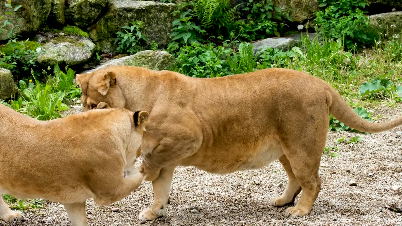 Write me sentences about the lion's love for the lioness