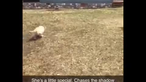 Funny animals