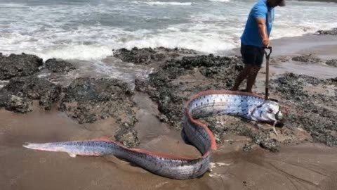 sea serpant