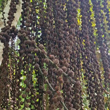 🌿 Discovering Another Wild Fig Species at the Farm 🇵🇭🌳 | Expat in the Philippines