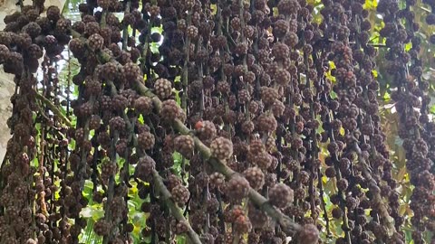 🌿 Discovering Another Wild Fig Species at the Farm 🇵🇭🌳 | Expat in the Philippines