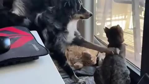 🤣🐶🐱 You Won't Believe This Dog & Cat Moment! | FunFM
