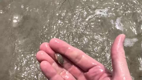 2025 Way more this year: CUTE BEACH SAND CRAB and eggs - #cute #nature #animals