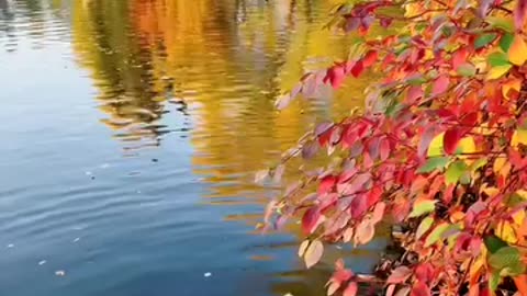Angelic Voice Quran Recitation | Must Listen Before Sleep 🌙