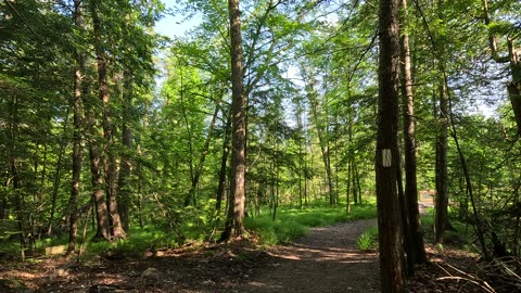 New beautiful boardwalks in the Simcoe greenbelt section.