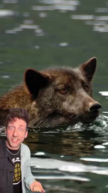 Meet the Sea Wolves 👀