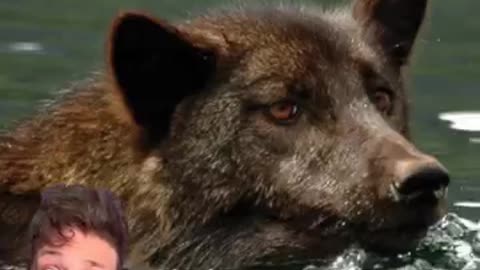 Meet the Sea Wolves 👀