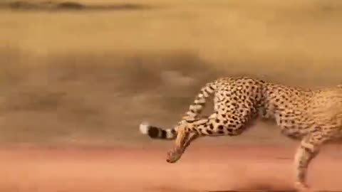 Fastest Land Predators...Did you know