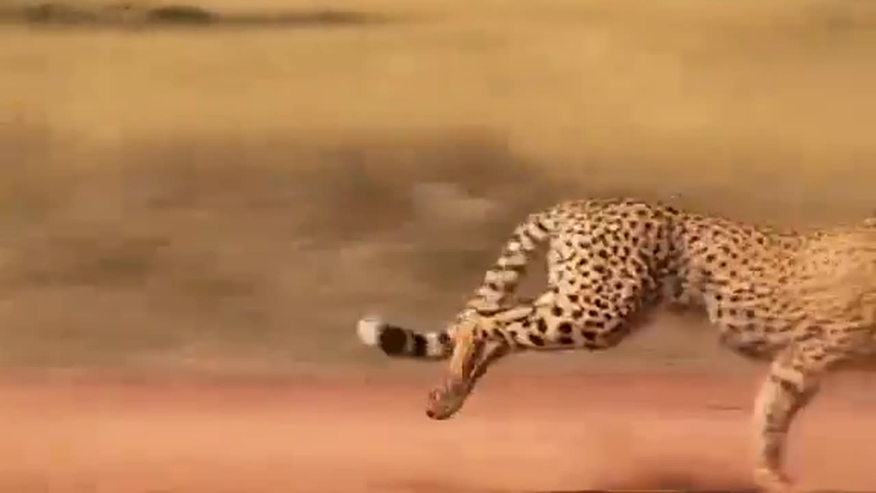 Fastest Land Predators...Did you know