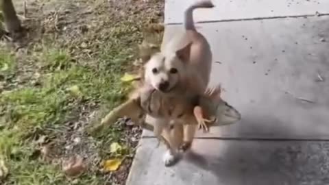 Dogs have a way of surprising you 😂