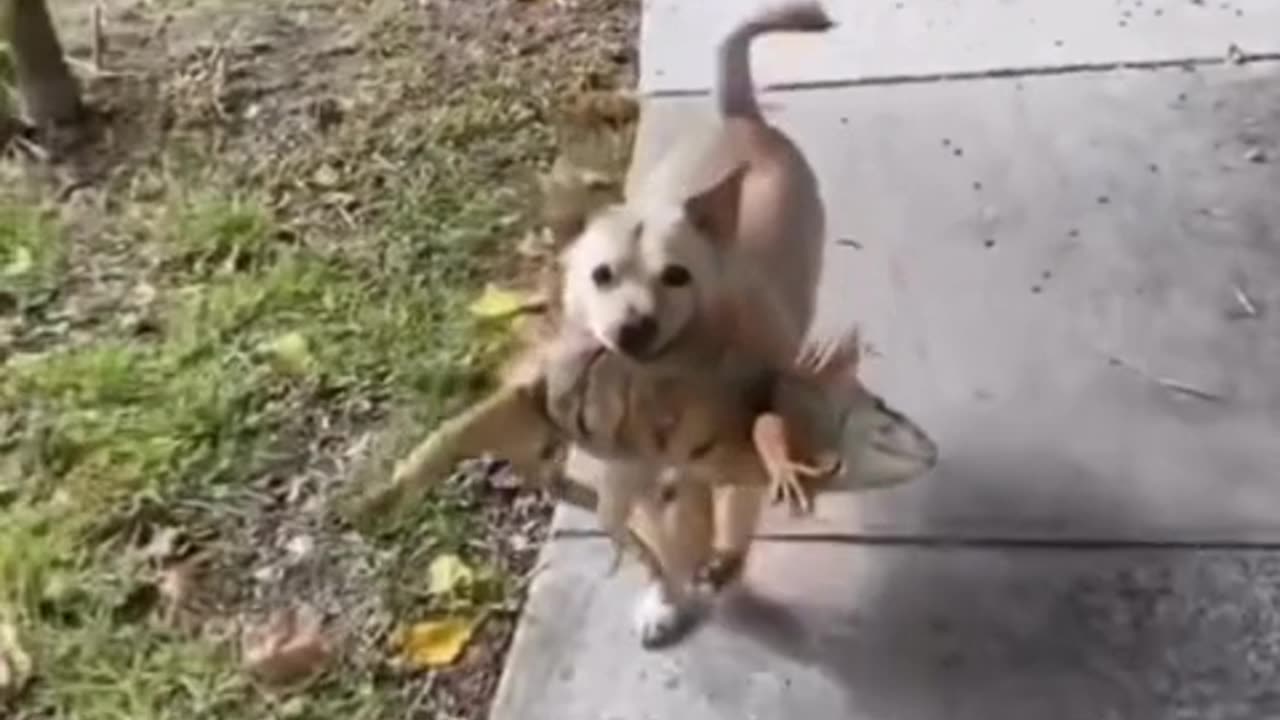 Dogs have a way of surprising you 😂