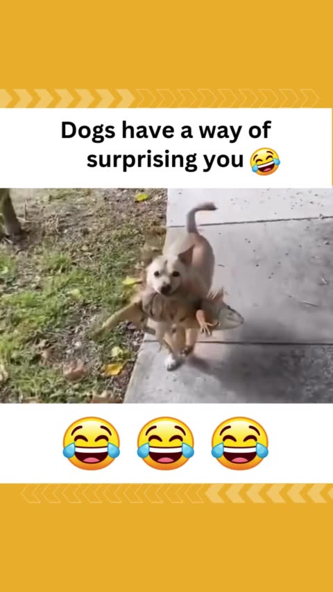 Dogs have a way of surprising you 😂