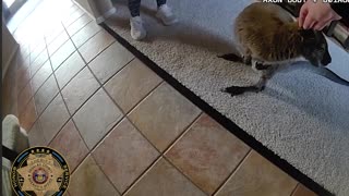 Police Chase Down Charlie the Wallaby