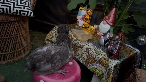 Karen The Chicken Minister
