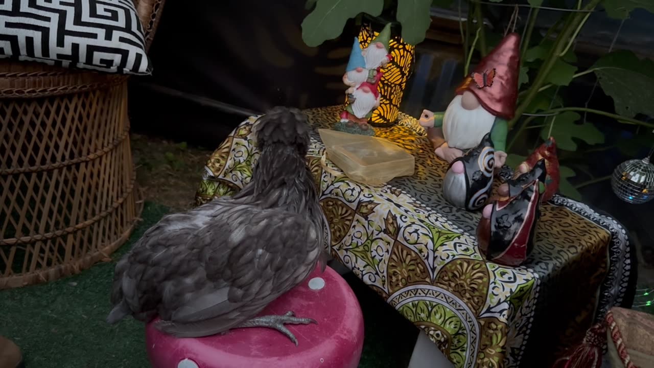 Karen The Chicken Minister