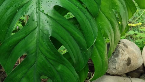 Monstera that grows in the garden behind my house