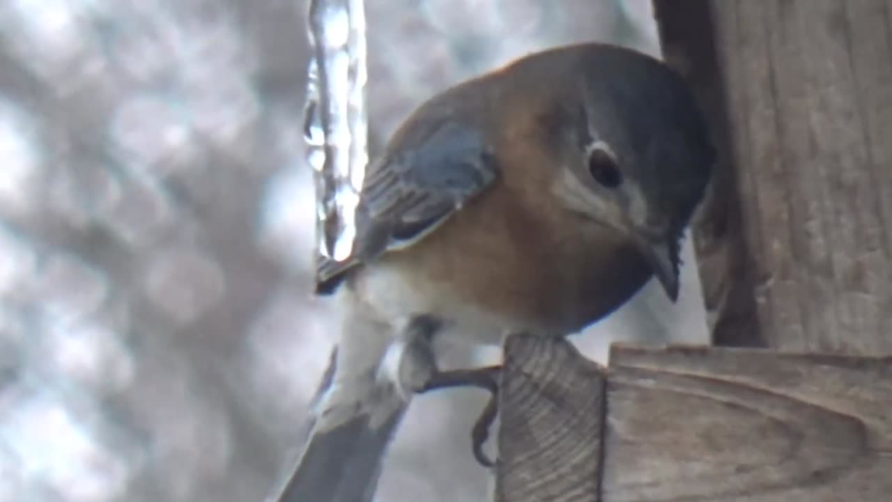 Finch and Bluebird