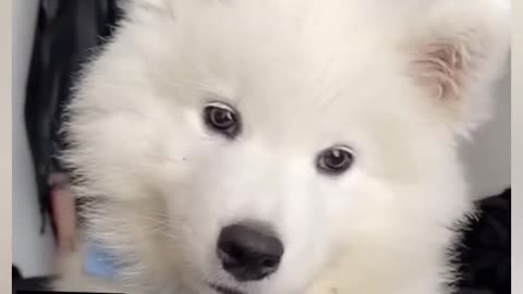 Cute and Funny puppy whining sound reaction on other puppy