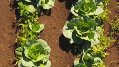 Redadas de migracion camarillo california