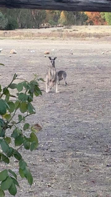 Kangaroos Chilling