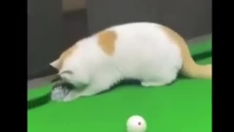 Funny Animals pt 7