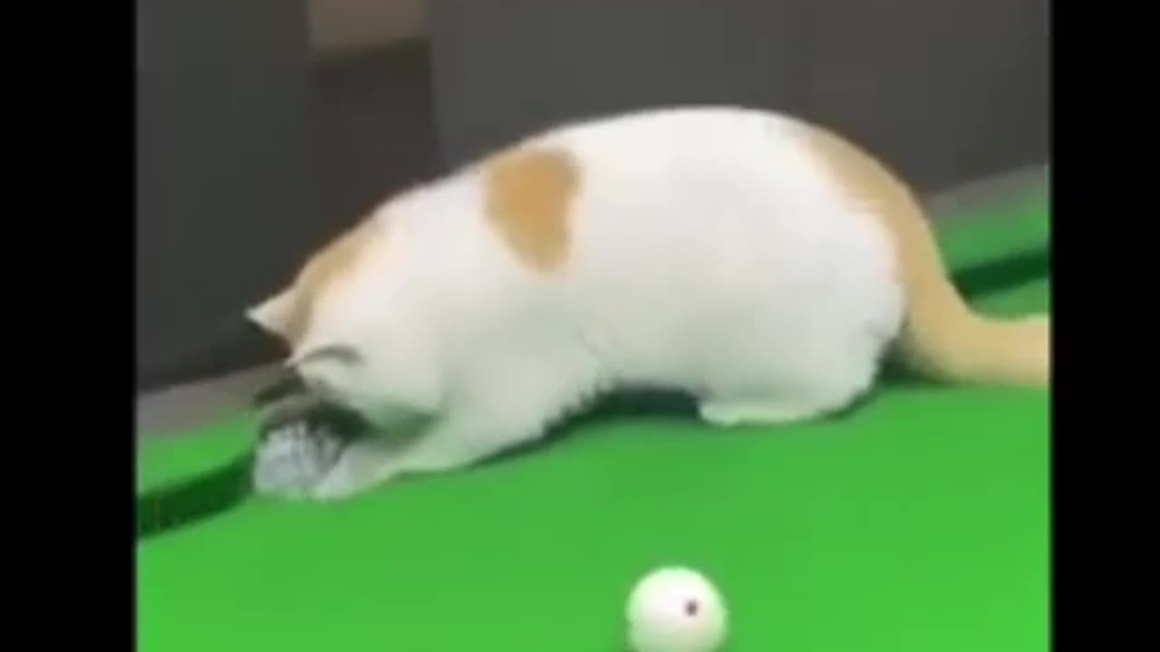 Funny Animals pt 7