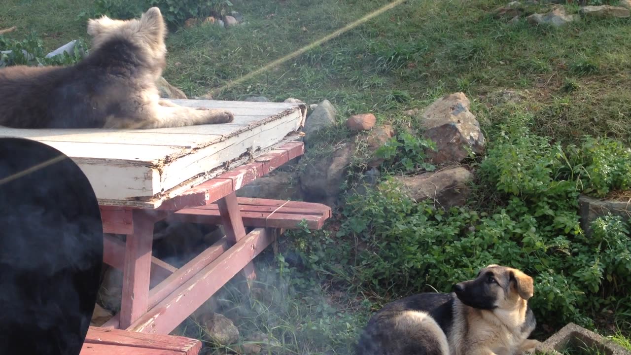 California Black Out Q