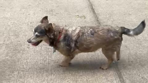 FREDWARD🐶 GoFundMe