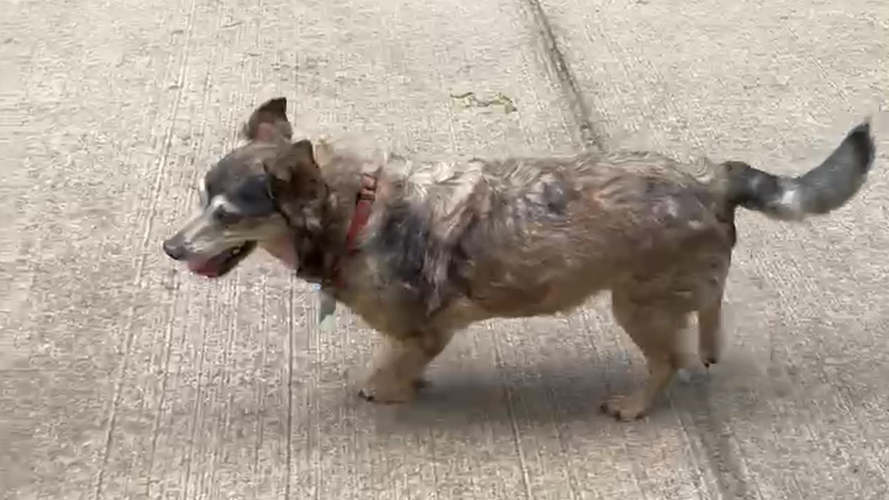FREDWARD🐶 GoFundMe